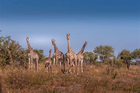 28 Wild Animals In Botswana Wildlife In Botswana Kevmrc