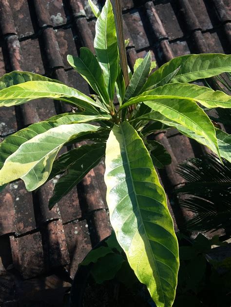 Bagi anda yang berminat memesan, kami jual bibit tanaman buah unggul. Jual Tanaman bibit buah langka sawo mentega-alkesah ...