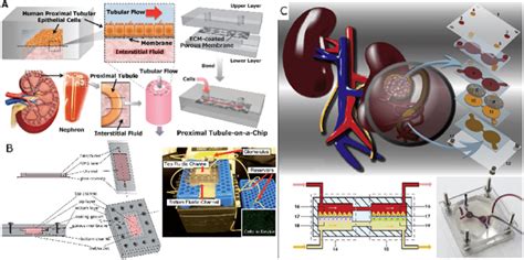 A Kidney Chip System For Drug Toxicity Testing A Design Of The Human
