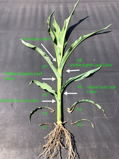 Have You Been Accurately Staging Your Corn Plants In Later Vegetative