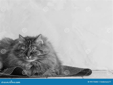 Tender Brown Tabby Female Siberian Cat Lying In The House Stock Image Image Of Indoor