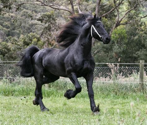 secrets  happiness worlds extreme beautiful friesian horse info