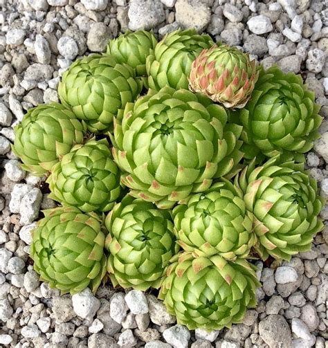 A Bunch Of Green Flowers Sitting On Top Of Rocks And Gravel Next To Each Other