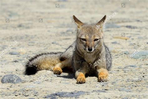 South American Gray Fox Lycalopex Griseus Editorial Stock Photo Stock