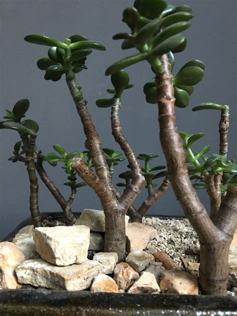 crassula ovata bonsai tree bonsai