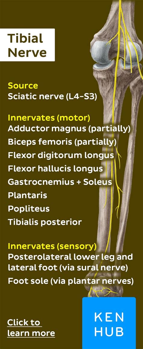 Tibial Nerve Nerve Anatomy Nerve Massage Therapy