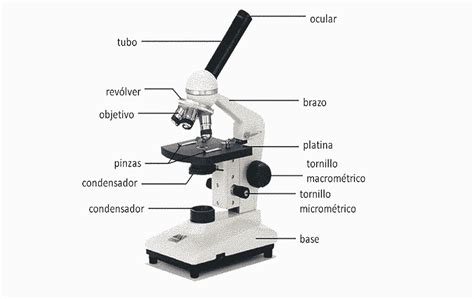 Dibujo De Un Microscopio Y Sus Partes Porn Sex Picture