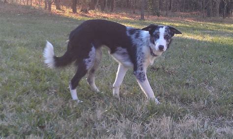 Rough Coat Border Collie Border Collie Wolf Hybrid Collie