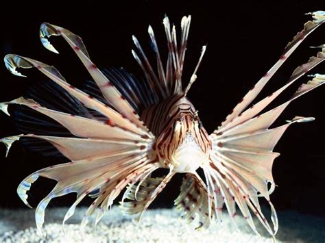 1174306 Sea Fish Underwater Lionfish Wing Macro Photography