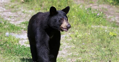 Factoids About Black Bears In Delaware