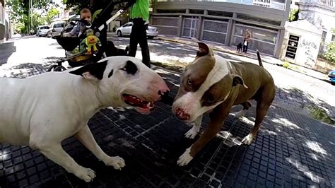 Bull Terrier Vs Pitbull Fight Youtube