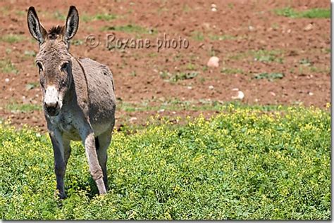 Photo Ane Commun Donkey Equus Asinus Levo Photo Kurdistan Irak