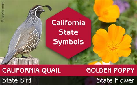 A List Of California State Symbols That Everyone Should Know