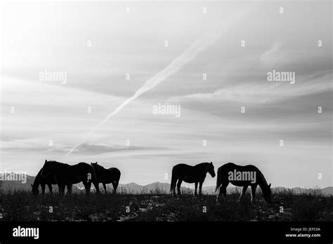Horse Mountain Top Black And White Stock Photos And Images Alamy