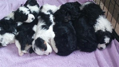 Start to finish our experience was amazing purchasing our maltipoo with infinity pups!! Maltipoo Puppies For Sale | Grand Rapids, MI #72625