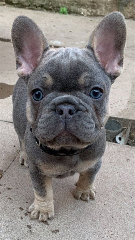 Breeder of rare colored french bulldogs, blue, chocolate, lilac, blue and tan, and standard colors. French Bulldog Puppies For Sale | Nashville, TN #328971
