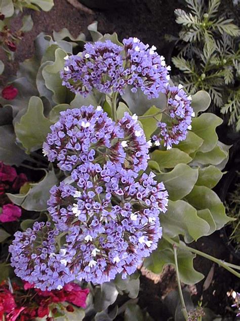 Perezs Sea Lavender Lavender Plant