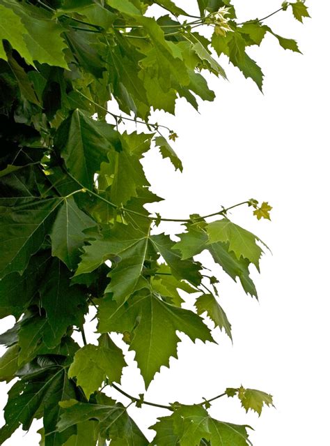Leaves Png Transparent Images Png All