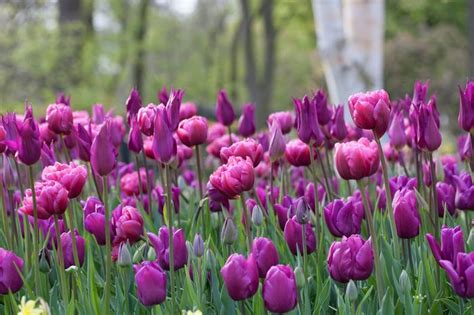 Tulipa Long Lasting All Season Purple Mix Tulip From Adr Bulbs