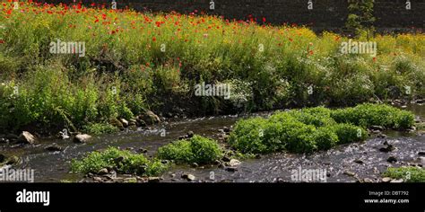 Wild Flowers River Bank Hi Res Stock Photography And Images Alamy