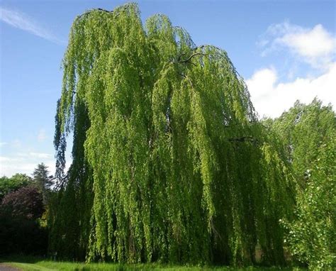The Weeping Beech Fagus Sylvatica Pendula Is A Cultured Variety Of