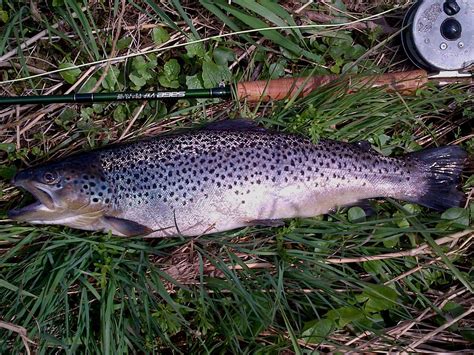 Sie wird auch bergforelle, flussforelle oder fario genannt. Bachforelle Lahn 3 - HEW Fly Fishing