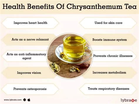 Chrysanthemum Morifolium Ju Hua Chrysanthemum Tea Benefits