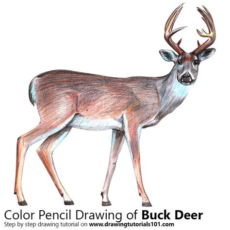Buck Deer Colored Pencils Drawing Buck Deer With Color Pencils