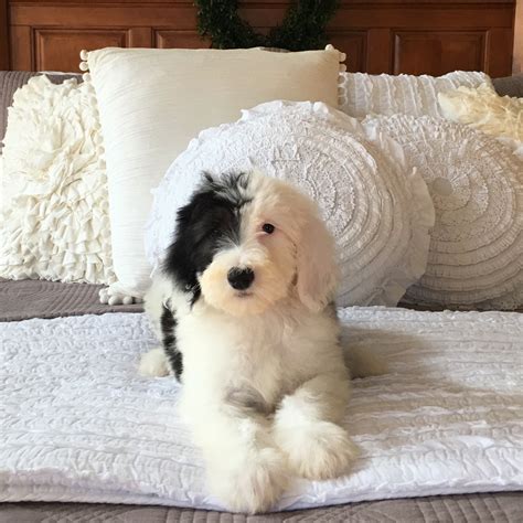 Mini Sheepadoodle Puppy Feathers And Fleece Lexington Indiana