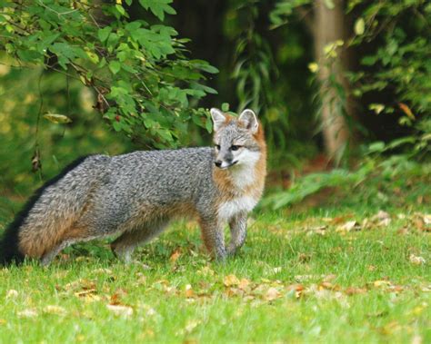 Gray Fox Fox Wood Wildlife Rescue