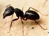 Kill Carpenter Ants Naturally Pictures