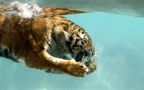 Tiger Swimming Underwater Animals Hd Wallpaper Pxfuel