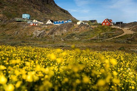 The Flora Of Greenland An Intense And Green Arctic Experience