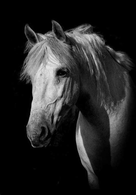 Cette peinture de cheval en noir et blanc sublimera la décoration de ton salon. Zdjęcie | Cheval noir et blanc, Cheval, Animaux