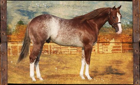 High brow cat was honored by the american quarter horse association as the 2007 ncha sire of the year. SHINING CAT Red Roan Stallion © Circle Y Ranch Photography ...