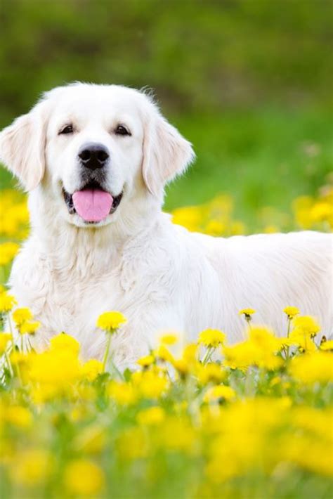 Beautiful Golden Retriever Dog Lying Dow Outdoors Goldenretriever