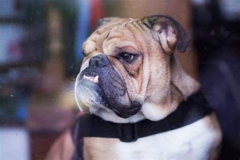 While there is significant disagreement within the scientific community about the merits of the bmi as an indicator of individual health, it is more widely. How Much Do English Bulldogs Weigh? The Healthy Weight For ...