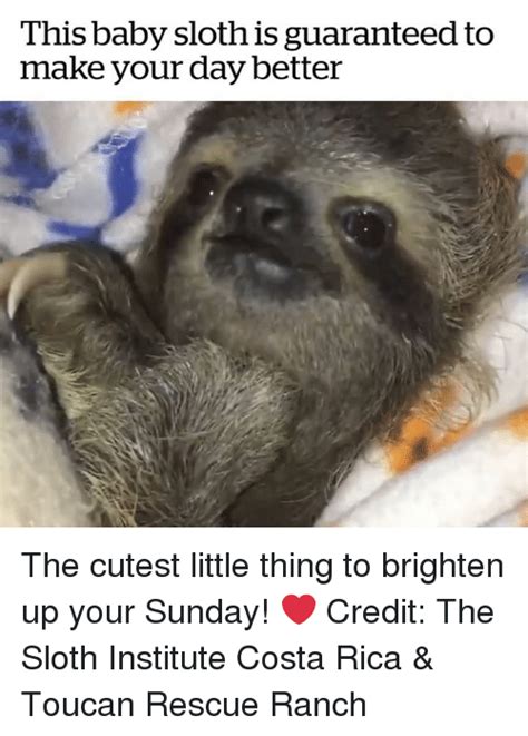 This Baby Sloth Is Guaranteed To Make Your Day Better The Cutest Little