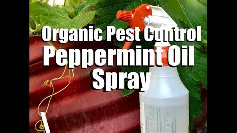 Organic Pest Control Water And Diy Peppermint Oil Spray Spider Mites