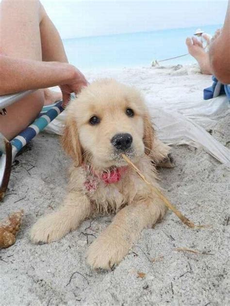 Should a line gather prior to opening and a waiting list be necessary, we will start taking names when we open at 11am. Beach puppy has a stick - Teh Cute