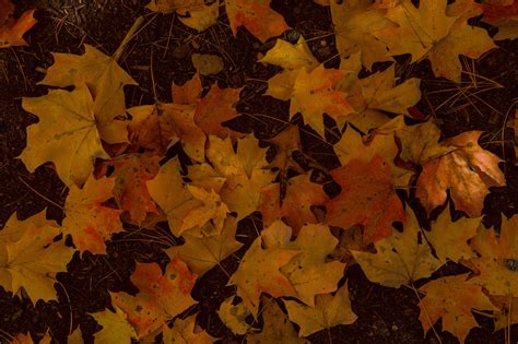 Fall Colors 4k Wallpaper And Background