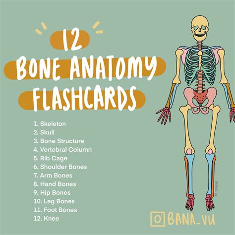 Basic Anatomy Flashcards Pdf Etsy