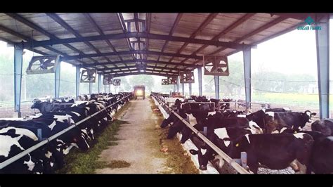Uht farm fresh milk 200ml. Know Farm Fresh Milk- Binsar Farms - YouTube