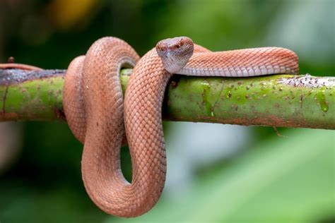 Premium Photo Mangrove Pit Viper Coiled Around A Tree Branch