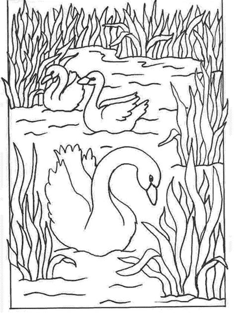 Realistic Swan Coloring Pages Swan Are Birds Known As