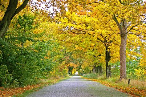 Free Picture Landscape Nature Asphalt Leaf Wood Tree Road