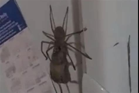Huge Huntsman Spider Tries To Eat A Mouse In Astonishing Footage