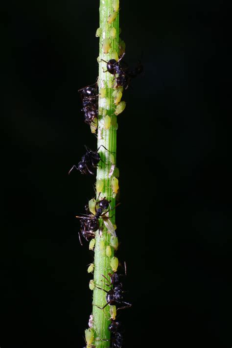 Gambar : semut hitam, semut bayi, aktivitas, fotografi makro, hama