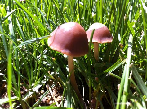 Lots Of Nice Mushrooms Growing On My Fertalized Lawn Mushroom Hunting