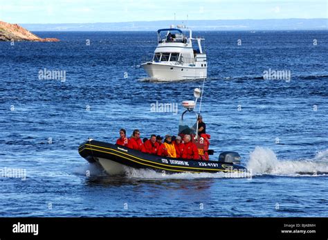 Les Touristes Dans Un Canot Zodiac Sur Une Excursion D Observation Des